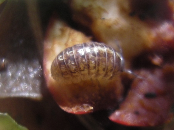 I feed isopods a rich diet of nutrients. They have great appetites and will really fatten up in weeks.